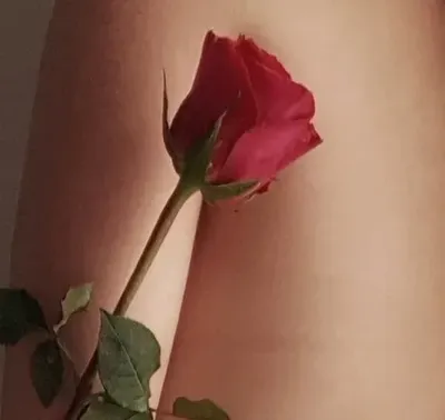 Rose (@briar-rose-xox) OnlyFans profile photo