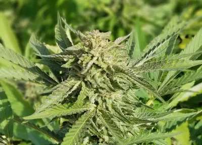 @cannaporn OnlyFans profile photo