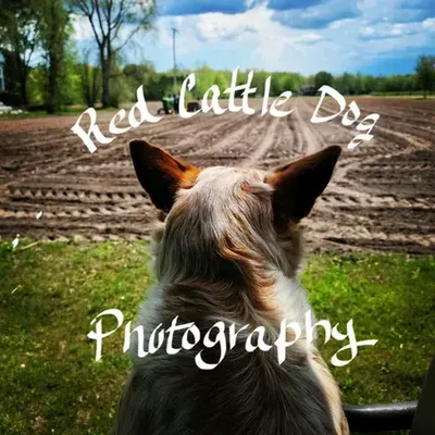 The Red Cattle Dog (@farmtastic) OnlyFans profile photo
