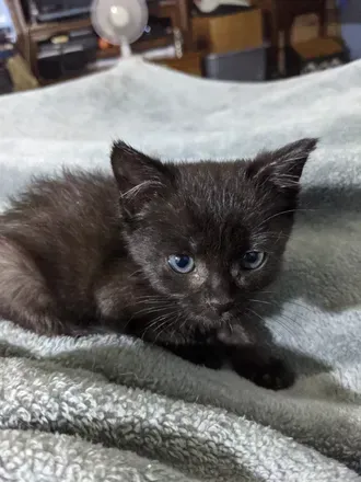 @fosterkittens OnlyFans profile photo