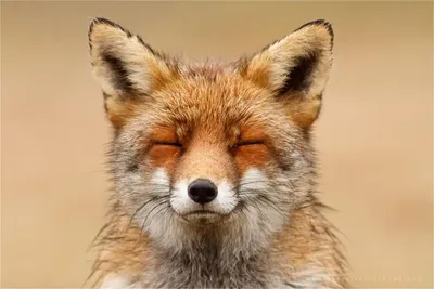 Foxy (@foxypop) OnlyFans profile photo