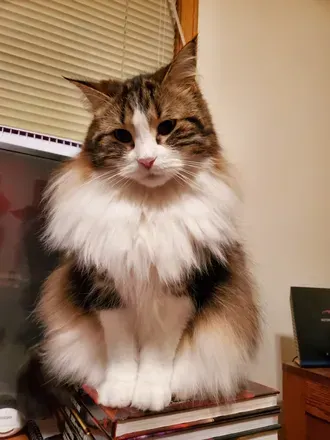 Freyja the Cat (@freyjathecat) OnlyFans profile photo