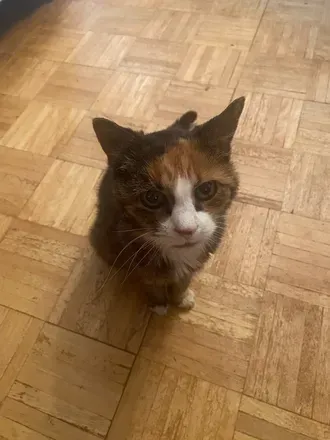 @meowsexual OnlyFans profile photo