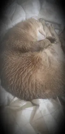 @onlycatsmeiow OnlyFans profile photo