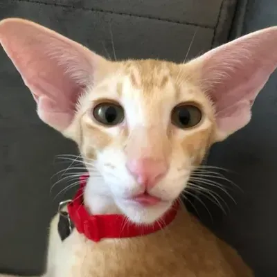 RoyTheCat (@orientalcatroy) OnlyFans profile photo
