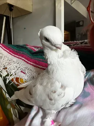 Pudge the Pidge (@pudgethepidge) OnlyFans profile photo