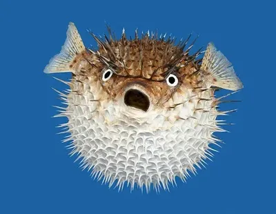 @starlitblowfish OnlyFans profile photo